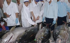 Số lượng cá ngừ đại dương đạt tiêu chuẩn đi Nhật chưa cao