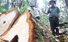 Vụ phá rừng Pơmu ở biên giới Việt - Lào quá khủng khiếp