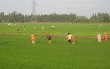 Nâng cao tính bền vững mô hình canh tác tôm - lúa