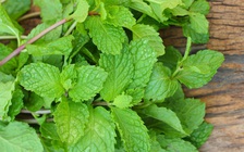 Những loại cây giúp ngăn muỗi phát triển