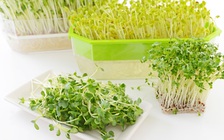 Đừng nghĩ 'rau mầm' là an toàn và sạch