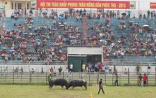 Chọi trâu trá hình