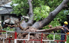TPHCM: Mưa to và gió giật làm ngã cây cổ thụ