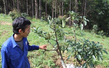 Rộ nạn trộm chồi bơ