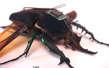 Chiến lược điệp viên côn trùng của Mỹ