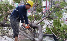 Cây ngã đè trúng người giữa trung tâm Sài Gòn