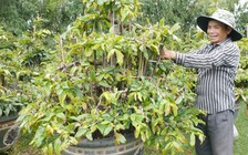 Bí quyết làm giàu: Tạo gốc đế cổ thụ cho mai cảnh