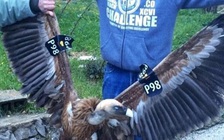 Li Băng bắt 5 gián điệp Israel