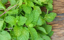 5 cách chống muỗi tự nhiên mà hiệu quả