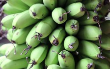 Lợi ích của chuối chưa chín với sức khỏe