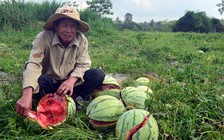 Báo Thanh Niên tham gia 'giải cứu' dưa hấu