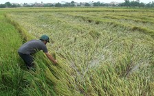 Hơn 980 ha lúa đông xuân ở Phú Yên bị ngã đổ