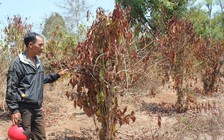 Cà phê khốn khó vì biến đổi khí hậu
