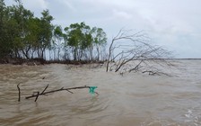 Mỗi năm Cà Mau mất 450 ha đất ven biển