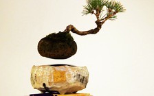 Chơi bonsai bay lơ lửng như… mây