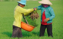 Đẩy mạnh sản xuất lúa hữu cơ