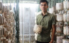 Làm giàu từ nấm bào ngư