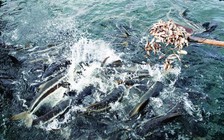 Kiên Giang: Hướng đến mô hình nuôi cá biển công nghiệp