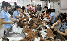 'Người khổng lồ' chỉ có tiếng