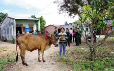 Thoát nghèo nhờ bò