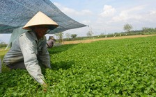 Thu tiền tỉ từ rau má