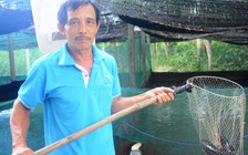 Lãi cao từ nuôi cá lóc trong ao lót bạt