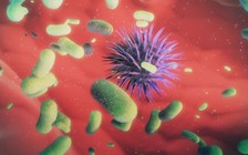 Vi khuẩn đường ruột có ích trong điều trị ung thư