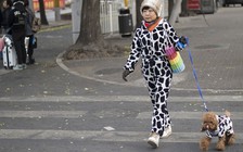 Muốn sống thọ, hãy nuôi chó!