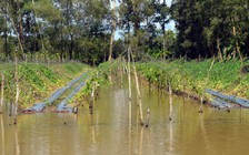Rau màu bị thiệt hại nặng do ngập úng