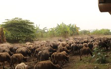 Vợ chồng chăn đàn trâu nung núc hơn 200 con giữa Hà Nội thu tiền tỉ