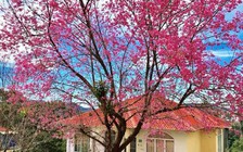 Hoa anh đào Đà Lạt đã bung nụ, sốt ruột thời điểm tổ chức ngày hội