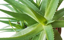 Những thực phẩm giúp làm dịu vết muỗi đốt để ngừa nhiễm trùng