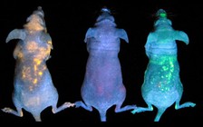 Nhật Bản trình làng chuột phát sáng