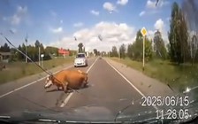 Những động vật nguy hiểm nhất ở Mỹ