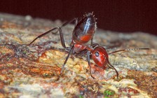 Những động vật trời sinh phải tự hủy diệt bản thân