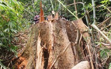 Để mất rừng, hàng loạt cán bộ kiểm lâm bị kỷ luật, cách chức