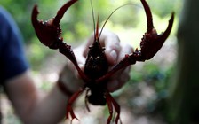 Chiêu độc để chống 'tôm ngoại lai'