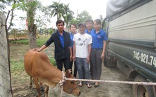 Lãi 'tình thương' từ ngân hàng bò