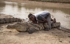 Nơi xem cá sấu là linh vật