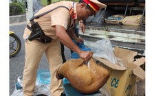 Động vật hoang dã trên xe ô tô