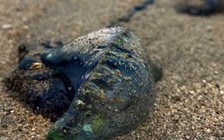 Bị sứa xanh đốt, phải làm gì?