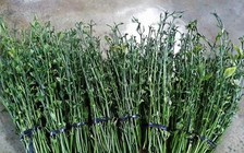 Đăng thông tin thương lái mua lá cà phê tươi 50 ngàn đồng/kg để 'câu like'