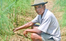 Trồng măng tây trên vùng đất pha cát