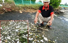 Cá nuôi dọc sông Trường Giang chết hàng loạt
