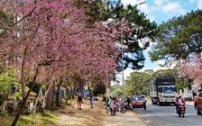 Đà Lạt rực rỡ mai anh đào