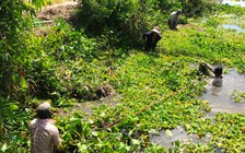 Ám ảnh lục bình