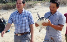 [Tin tức 24h] Thả đồi mồi quý hiếm về biển
