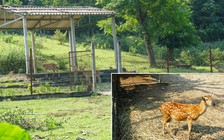 Trung tâm giống hươu VN có nguy cơ... chết yểu