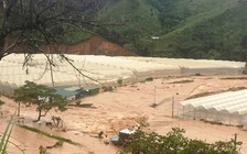 Leo lên nóc nhà tránh lũ