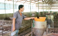 Dịch tả lợn châu Phi gây thiệt hại nặng ở Đồng Nai